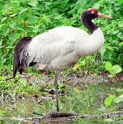 Black-necked Crane