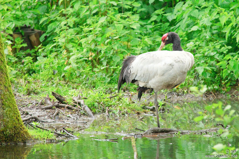 Grue à cou noir, identification