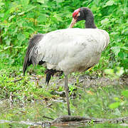 Black-necked Crane