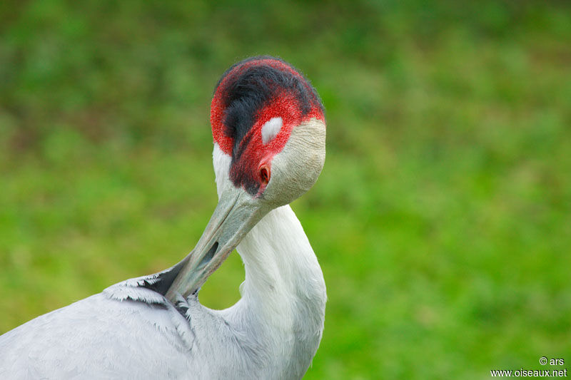 Sarus Crane, identification