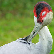 Sarus Crane