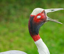 Sarus Crane