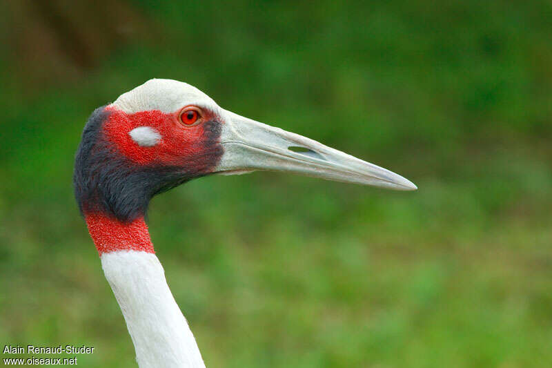 Sarus Craneadult, close-up portrait