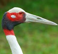 Sarus Crane