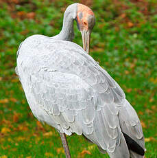 Grue brolga