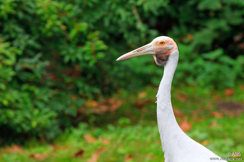 Grue brolga, identification