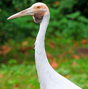 Grue brolga