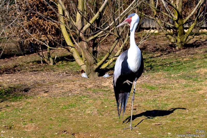 Grue caronculée, identification