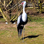 Wattled Crane