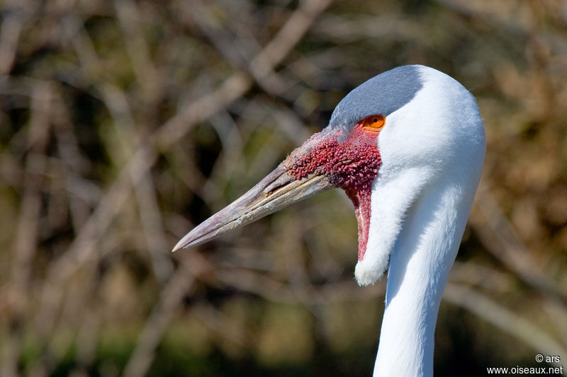 Wattled Crane, identification