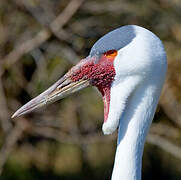 Wattled Crane