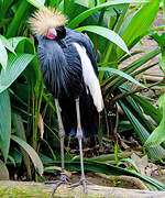 Black Crowned Crane