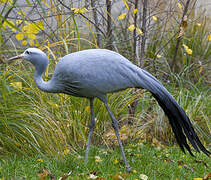 Blue Crane