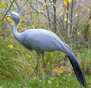 Blue Crane