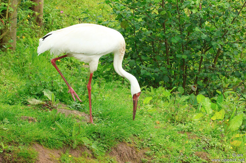 Siberian Crane, identification