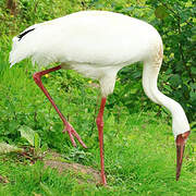 Siberian Crane