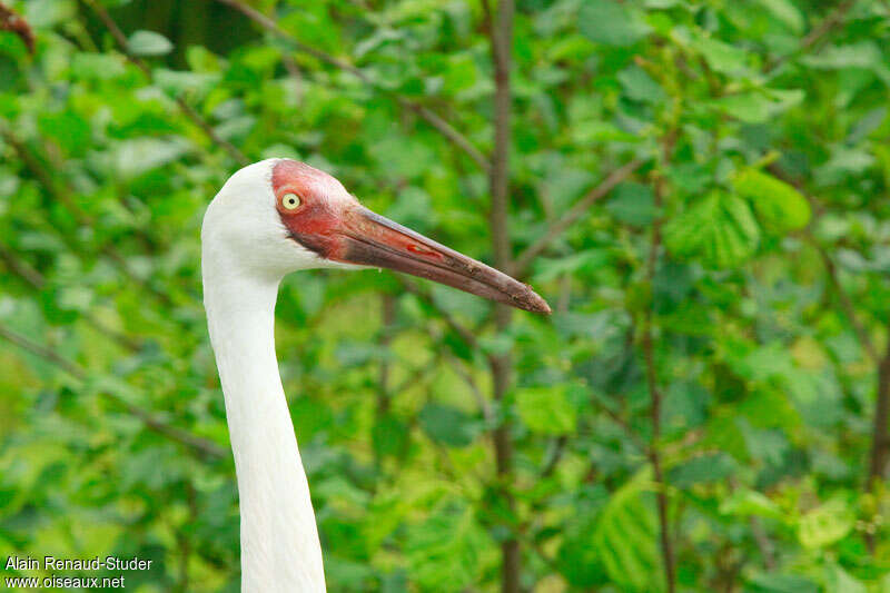 Siberian Craneadult, close-up portrait