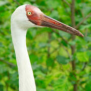 Siberian Crane