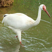 Siberian Crane