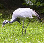 Demoiselle Crane