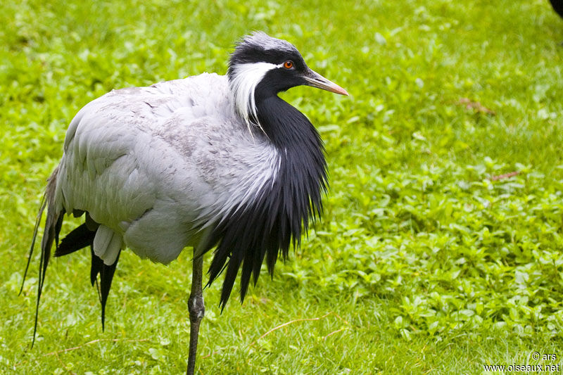 Demoiselle Crane, identification