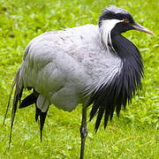 Demoiselle Crane