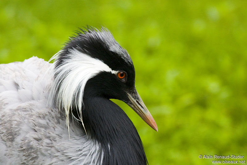 Demoiselle Crane, identification