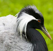 Demoiselle Crane