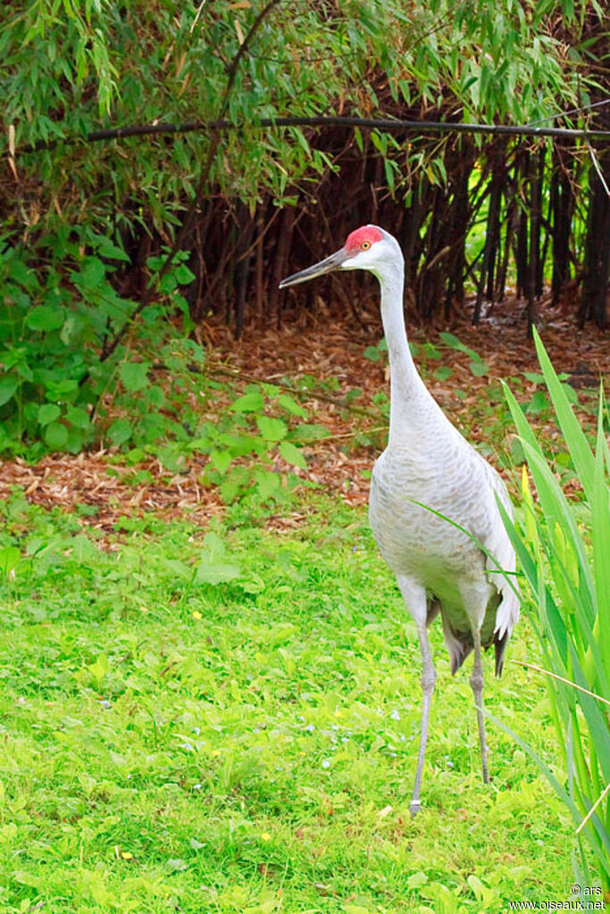 Sandhill Crane, identification