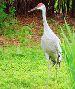 Sandhill Crane