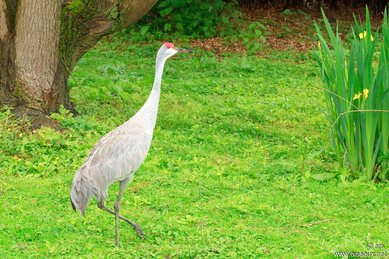 Grue du Canada, identification