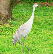 Sandhill Crane