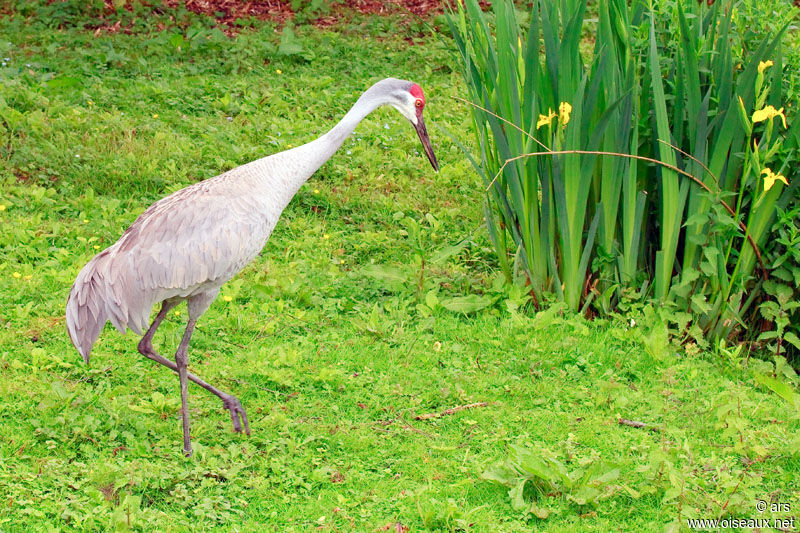 Grue du Canada, identification