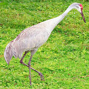 Sandhill Crane