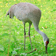 Sandhill Crane