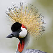 Grey Crowned Crane