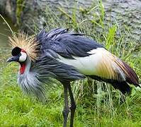 Grey Crowned Crane