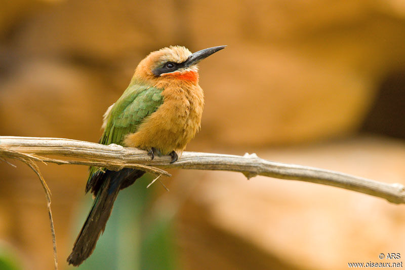 White-fronted Bee-eater, identification