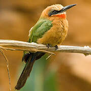 White-fronted Bee-eater