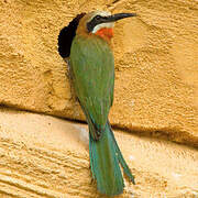 White-fronted Bee-eater