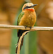 White-fronted Bee-eater