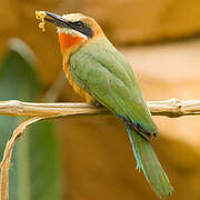 White-fronted Bee-eater