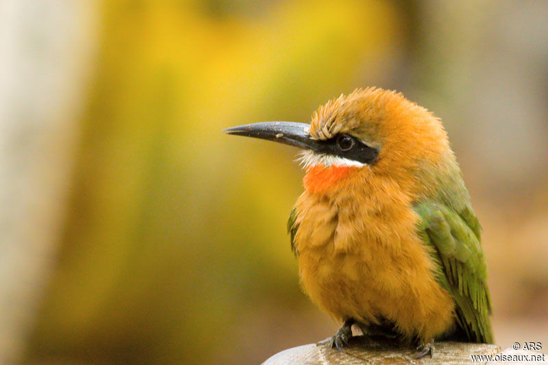 White-fronted Bee-eater, identification