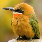 White-fronted Bee-eater