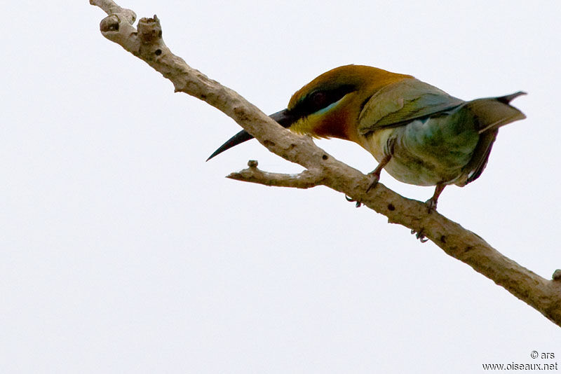 Blue-tailed Bee-eater, identification