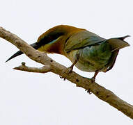 Blue-tailed Bee-eater