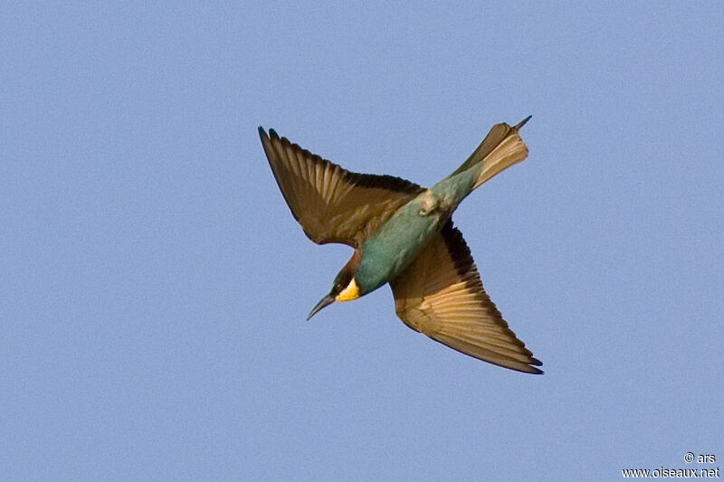 European Bee-eater, Flight