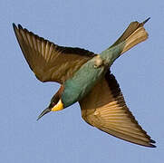 European Bee-eater