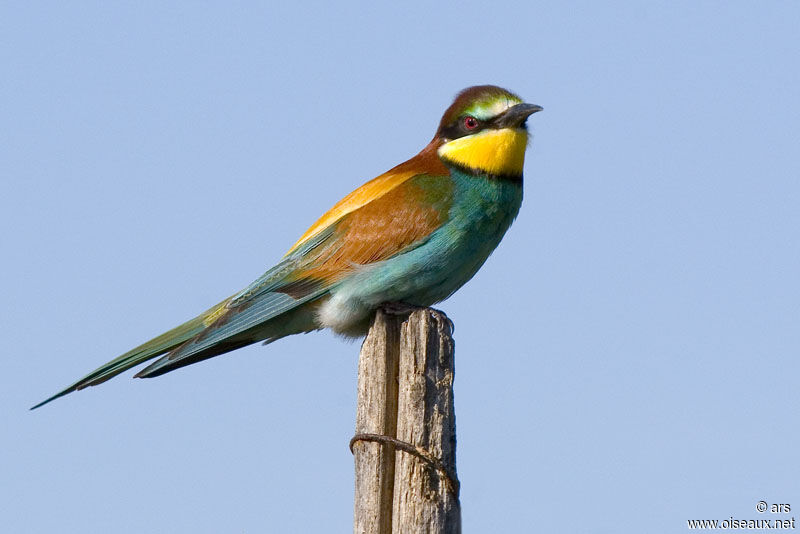 European Bee-eater, identification