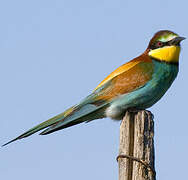 European Bee-eater